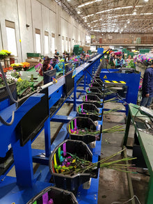 MAQUINA DE RAMOS MECAFLOR MBV 12M-16 | 1.200 Ramos/Hora | Producción Floral Industrial | Ocasión